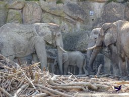Tiergarten Schönbrunn am 05.03.2026